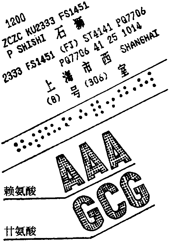 羅塞達碑和遺傳密碼